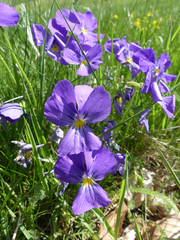 Viola calcarata