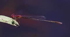 Enallagma dubium