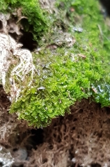 Gymnocolea inflata