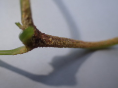 Puccinia komarovii