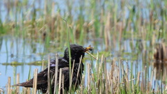 Sturnus vulgaris