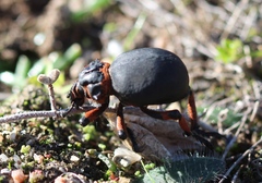 Brachycerus globosus