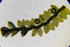 Gymnocolea inflata
