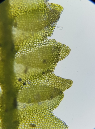 Image of Gymnocolea inflata by (c) Helen Waterman, some rights reserved (CC BY)