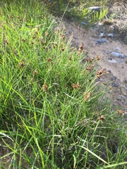Carex deflexa