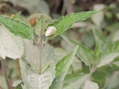 Drymaeus interpunctus