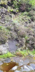 Gymnocolea inflata