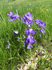 Viola calcarata