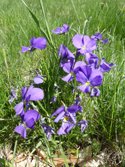 Viola calcarata