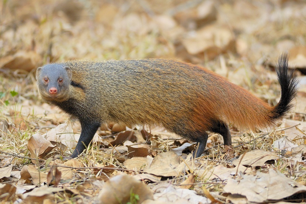 Stripe-necked Mongoose