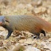 Stripe-necked Mongoose - Photo (c) Yathin, some rights reserved (CC BY-NC-ND)