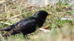 Sturnus vulgaris