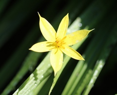Empodium veratrifolium