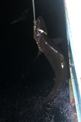 Carcharhinus falciformis