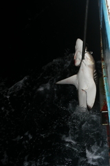 Carcharhinus falciformis
