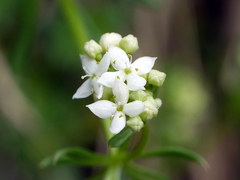Galium pusillum