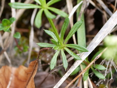 Galium pusillum