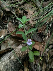 Dyschoriste poliodes