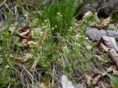 Galium pusillum