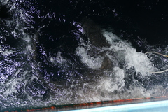 Carcharhinus falciformis