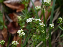 Galium pusillum