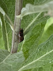 Homalodisca vitripennis