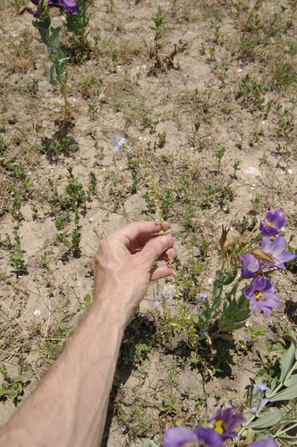 Image of Berlandier's Lobelia (Lobelia berlandieri) by (c) Eric Knight, some rights reserved (CC BY)