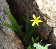 Empodium veratrifolium