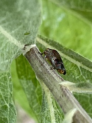 Homalodisca vitripennis