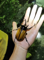 Eupatorus gracilicornis