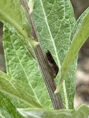 Homalodisca vitripennis