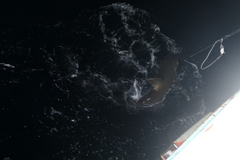 Carcharhinus falciformis