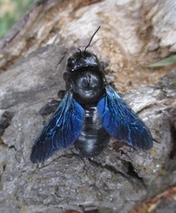 Xylocopa violacea