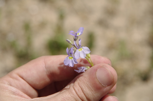 Image of Berlandier's Lobelia (Lobelia berlandieri) by (c) Eric Knight, some rights reserved (CC BY)