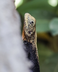 Agama picticauda