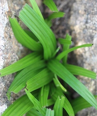 Empodium veratrifolium