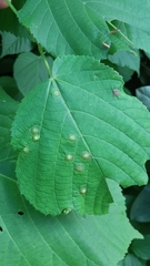 Didymomyia tiliacea