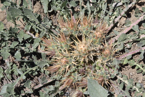 Image of Centaurea urvillei by (c) Edmundas Greimas, some rights reserved (CC BY)