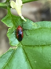 Tropidosteptes cardinalis