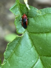 Tropidosteptes cardinalis