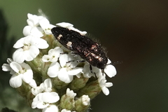 Acmaeodera prorsa