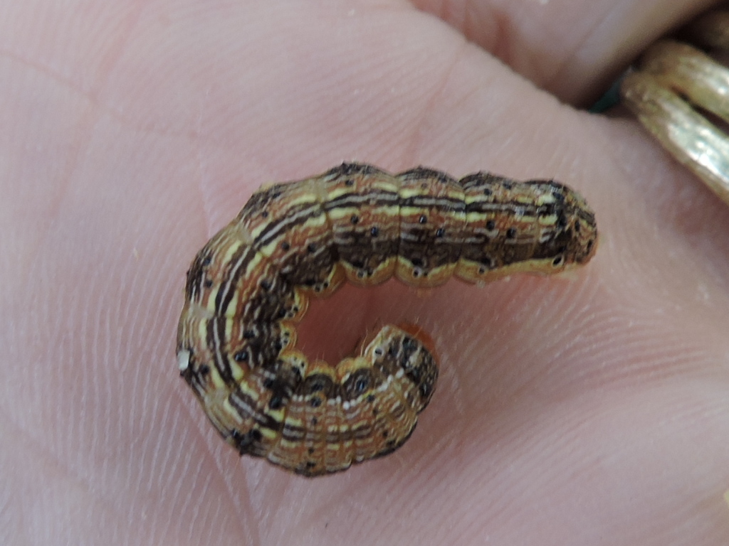 Corn Earworm Moth (Wildlife of Cherry Creek State Park) · iNaturalist