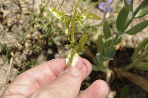 Image of Berlandier's Lobelia (Lobelia berlandieri) by (c) Eric Knight, some rights reserved (CC BY)