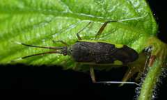 Cheilocapsus