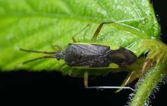 Cheilocapsus