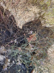 Astragalus ceramicus