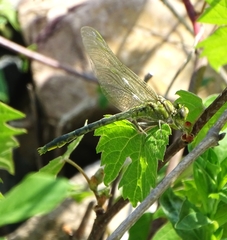 Arigomphus villosipes
