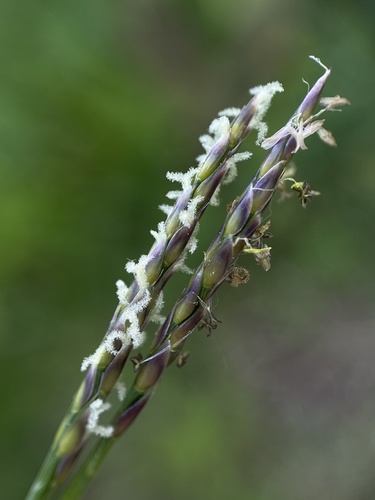 Zoysia matrella