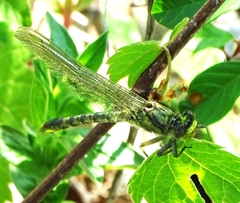 Arigomphus villosipes