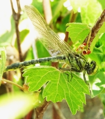 Arigomphus villosipes